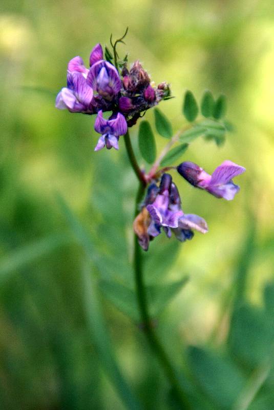 Unser Orchideenpark Bild Nr.058